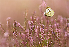 Heideidylle
