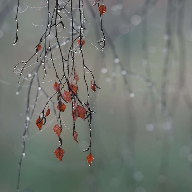 Herbstweise