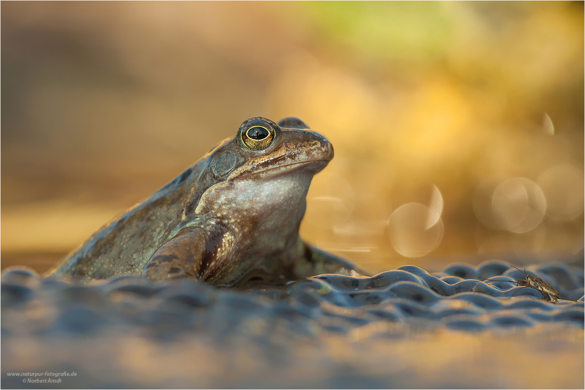 Grasfrosch (Rana temporaria)