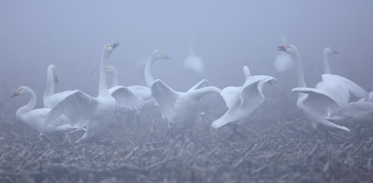 Ganz frisch aus dem heutigen, frostigen Nebel: