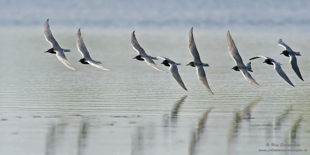 Synchronflug (beinahe)