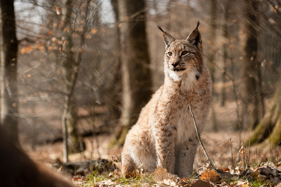 Luchs