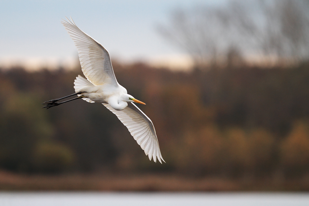 Silberreiher im Flug