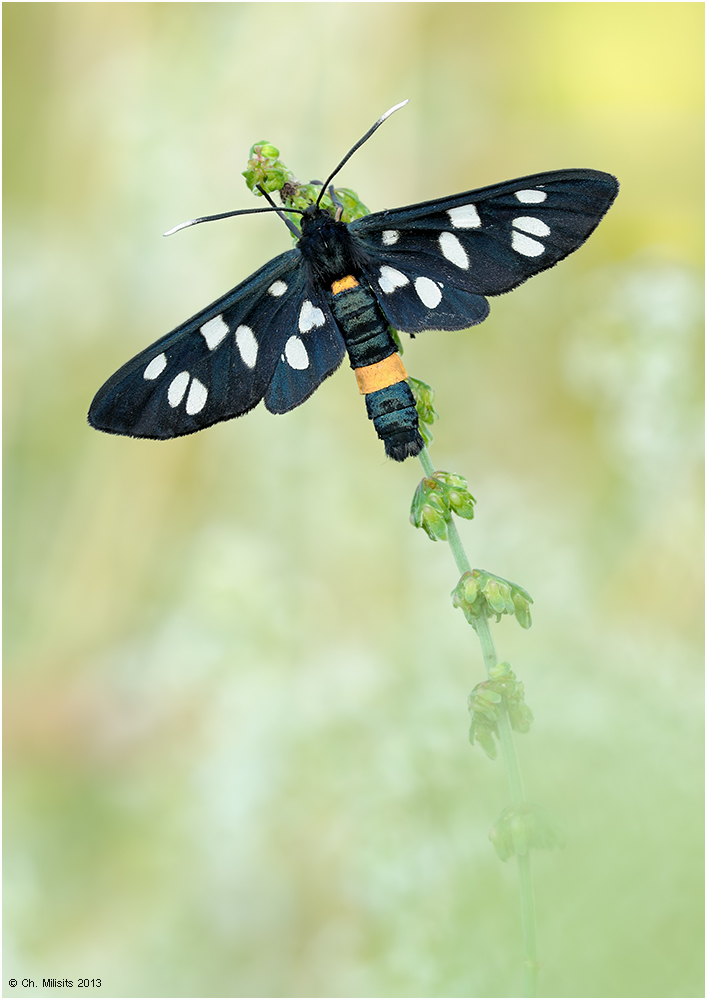Amata phegea