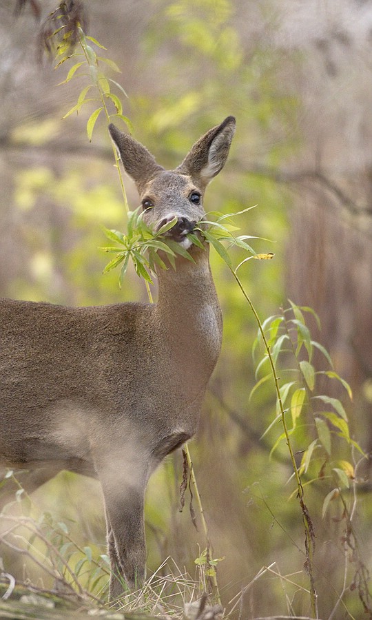 "...im Wald..."