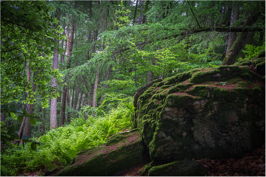 Im finsteren Wald