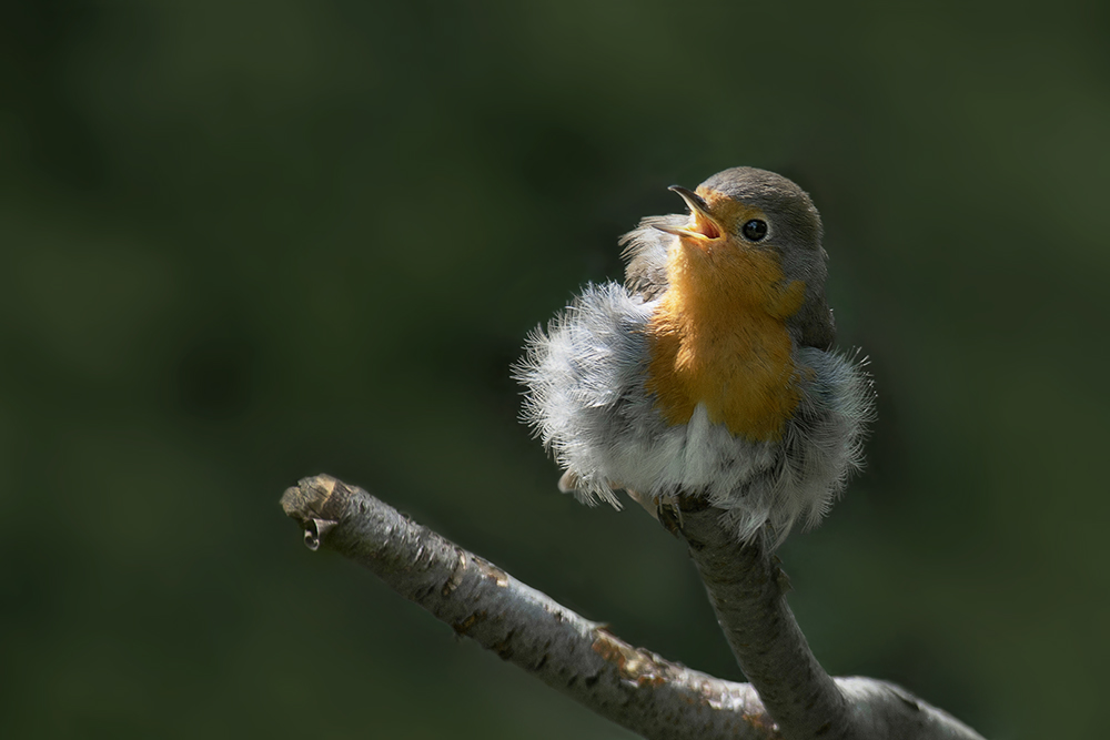 Rotkehlchen