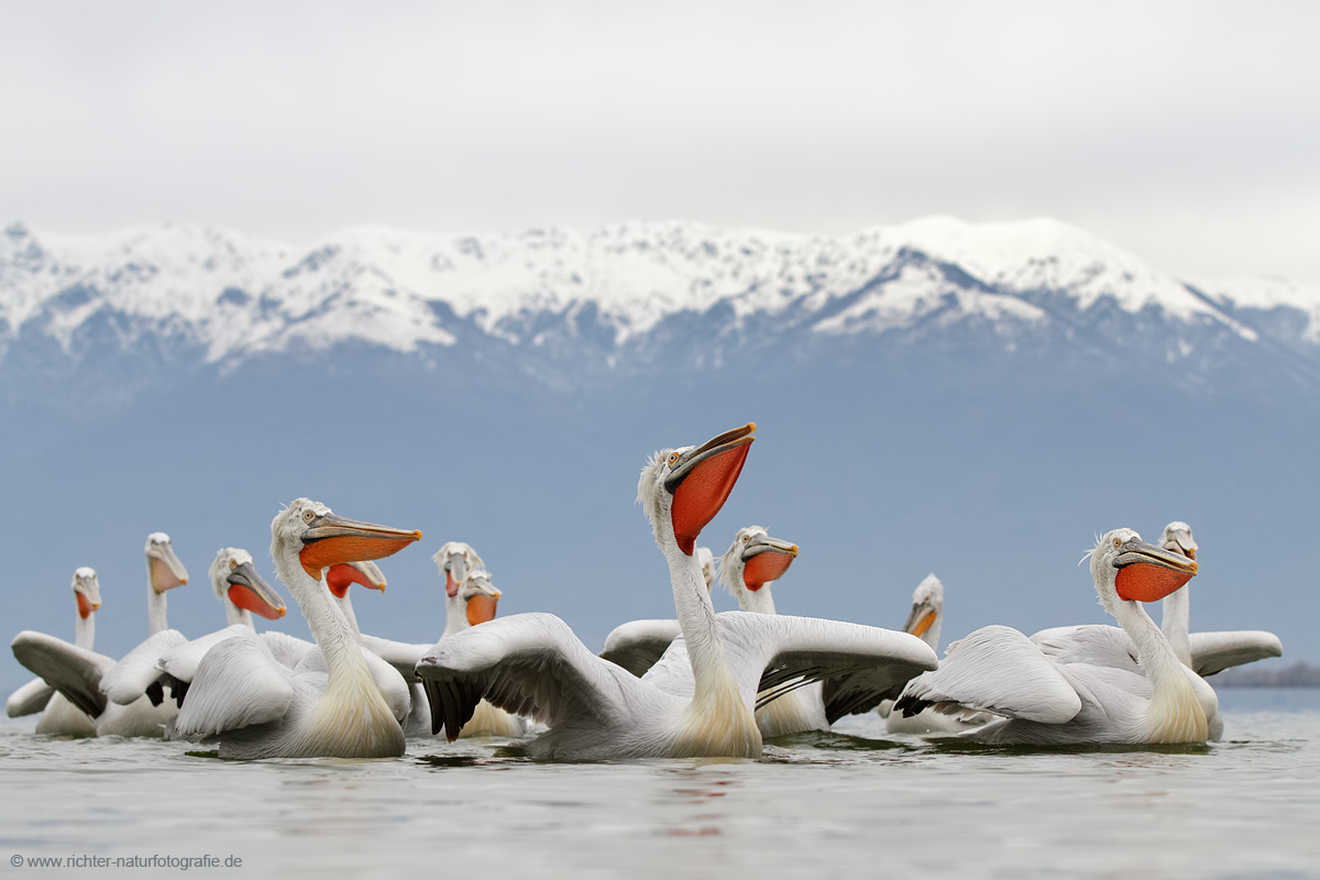 Krauskopfpelikane am Kerkinisee