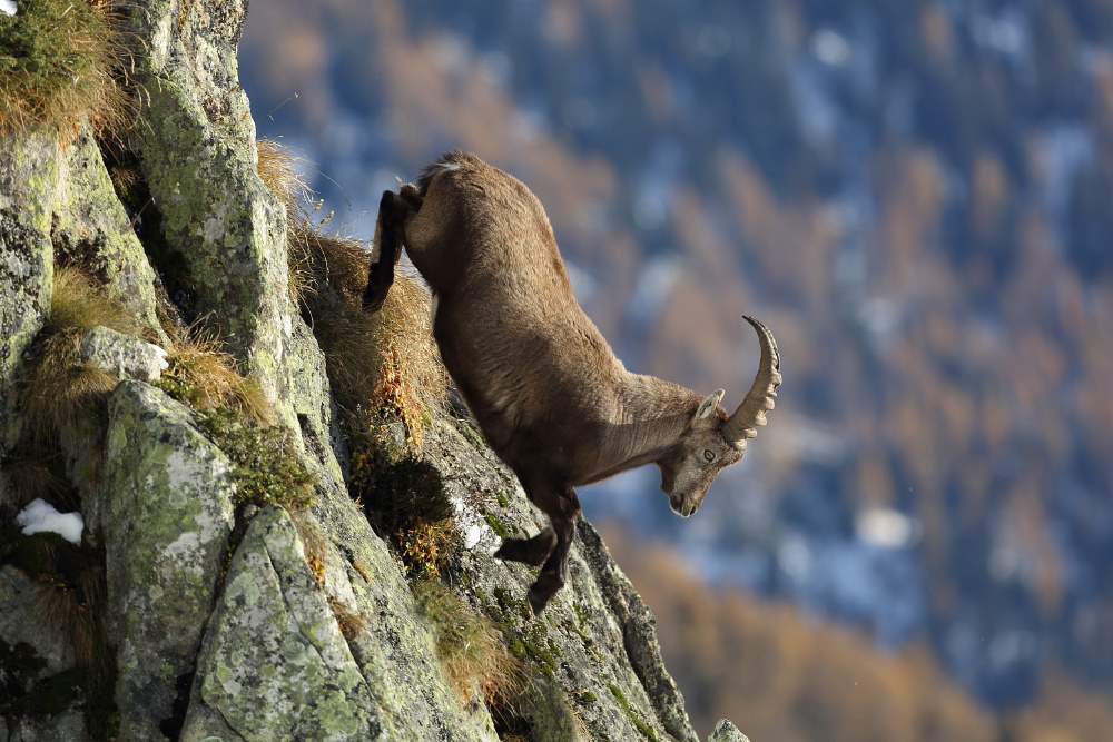 Steinbock