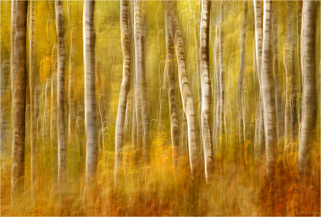 Herbstbirken