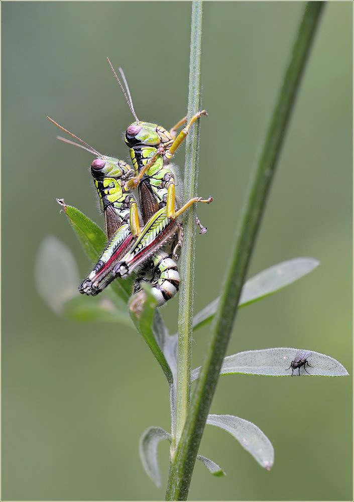 *Miramella alpina*