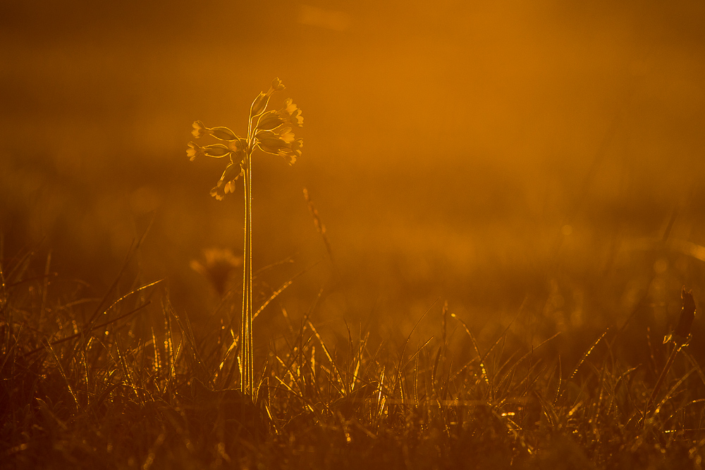 Primula veris