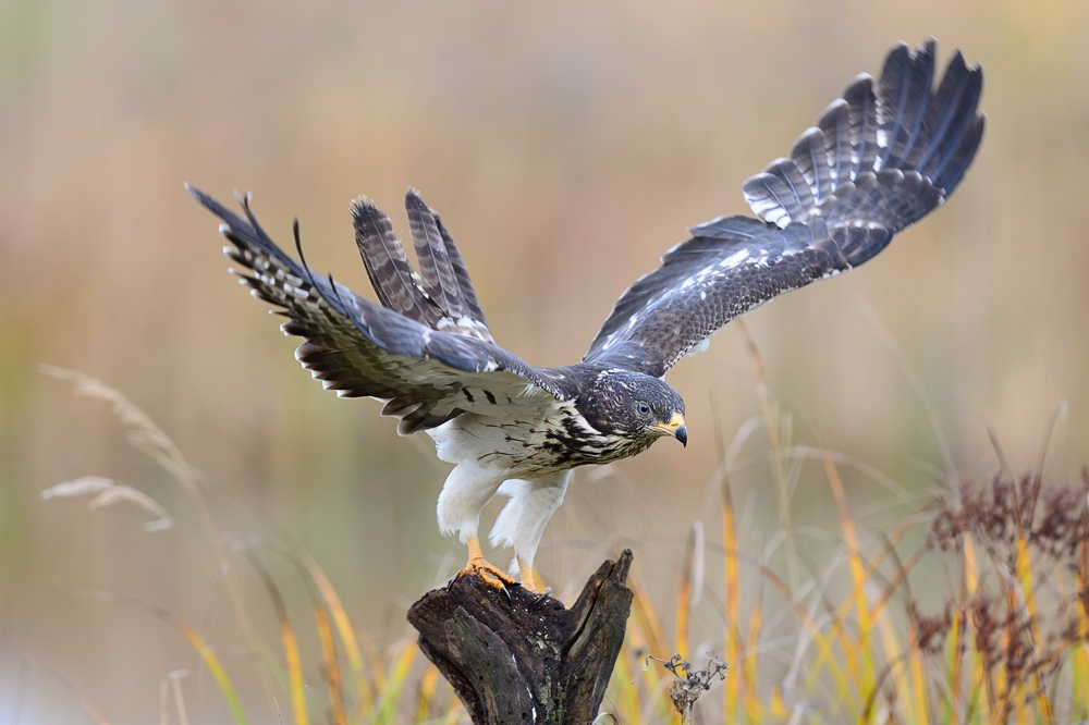 Wespenbussard