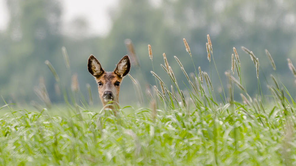 Ricke im hohen Gras