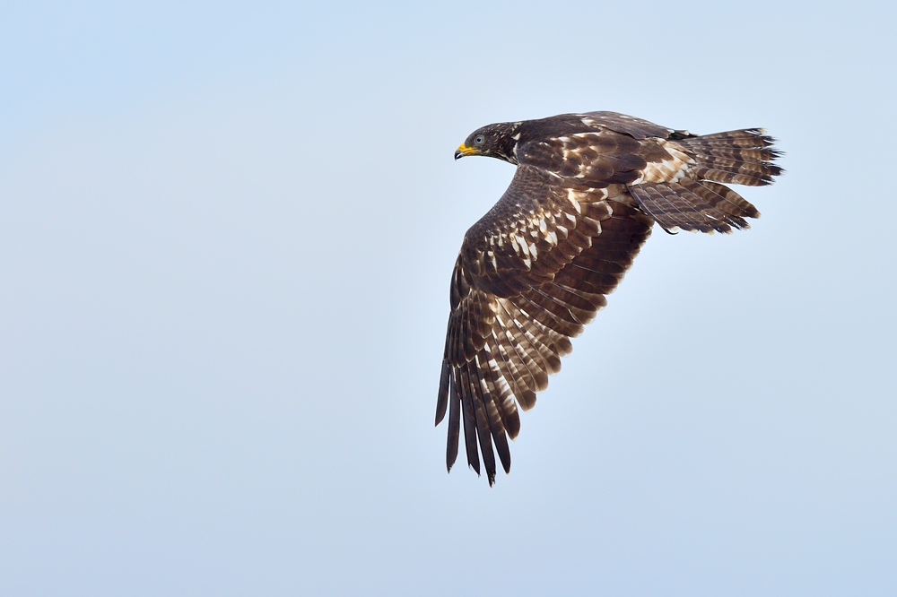 Wespenbussard