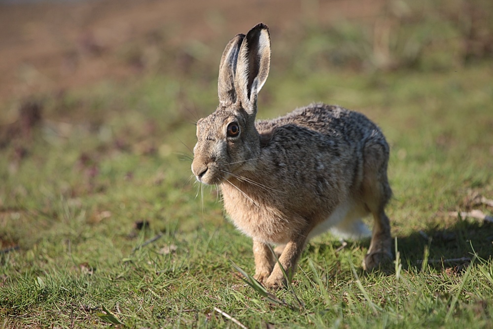 Hase