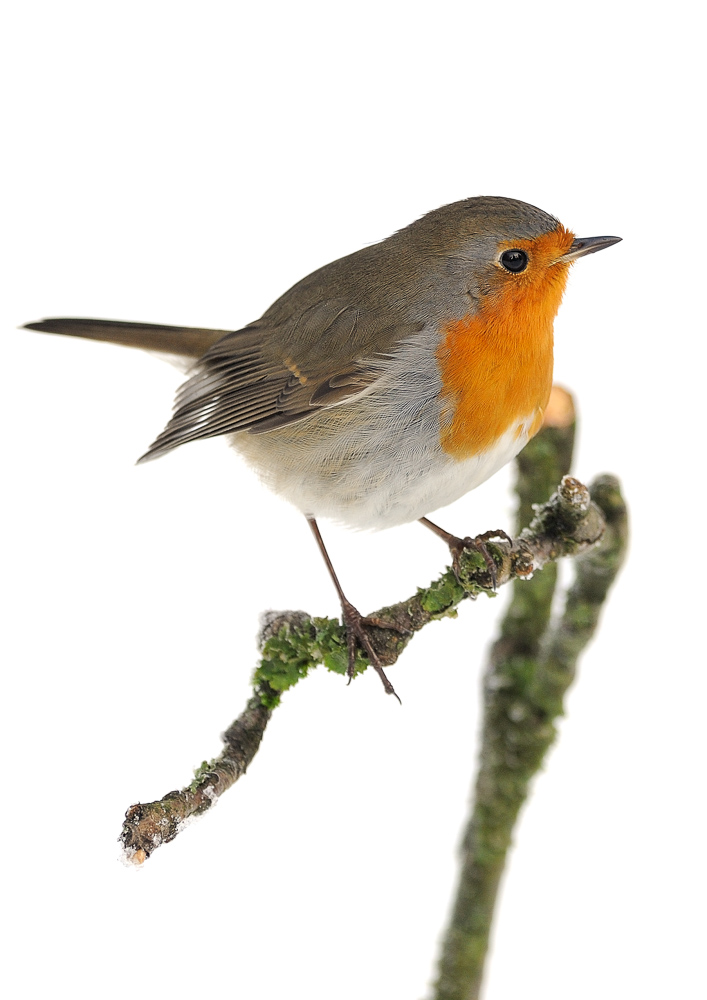 Rotkehlchen auf Ast im Schnee (Forum für Naturfotografen)