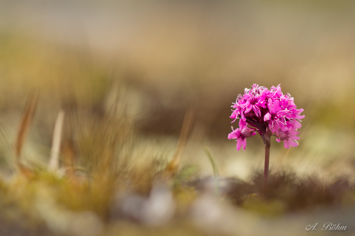Lady in Pink...