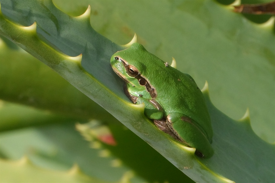 Laubfrosch beim Herbst-Sonnenbad