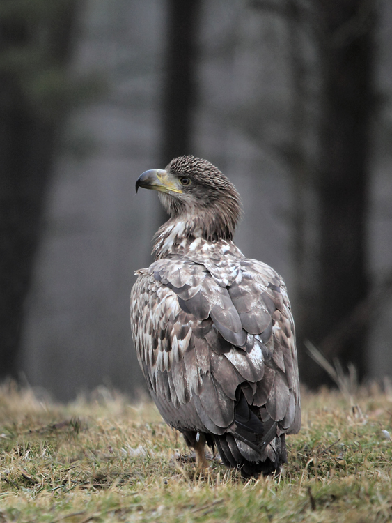 Seeadler