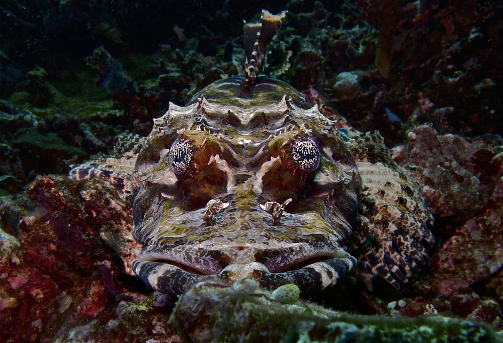 Krokodilfisch