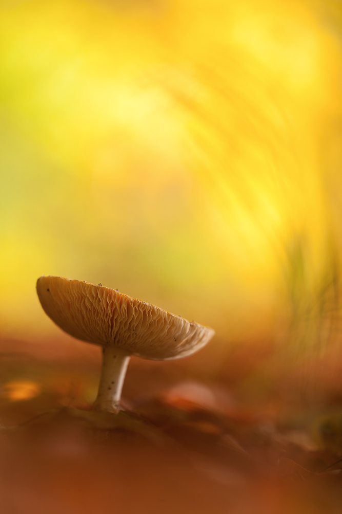 Herbstpilz