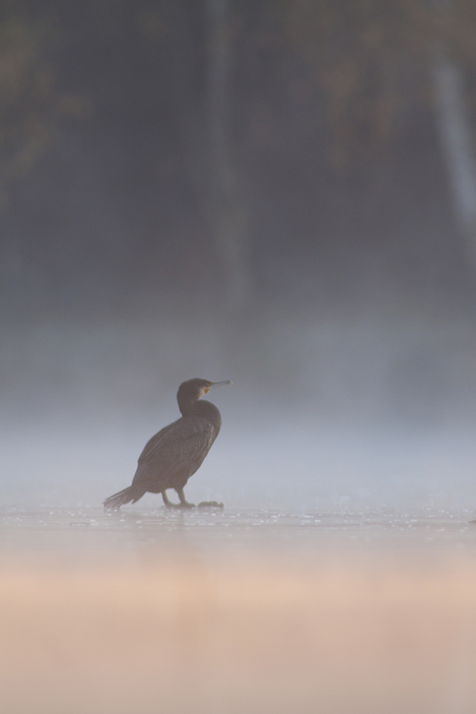 Herbstmorgen