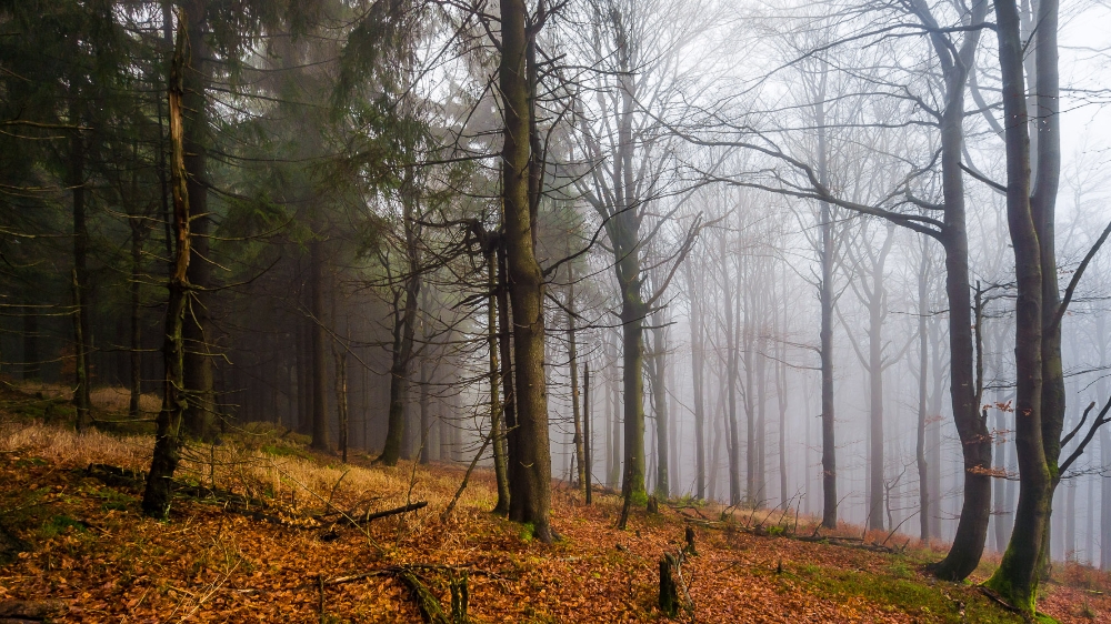 Novemberwald