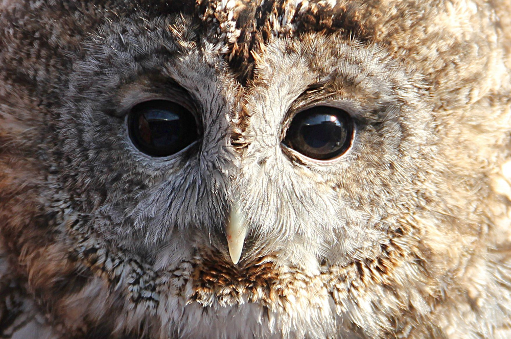 Waldkauz Portrait