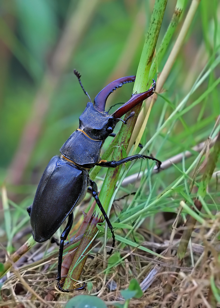 Hirschkäfer