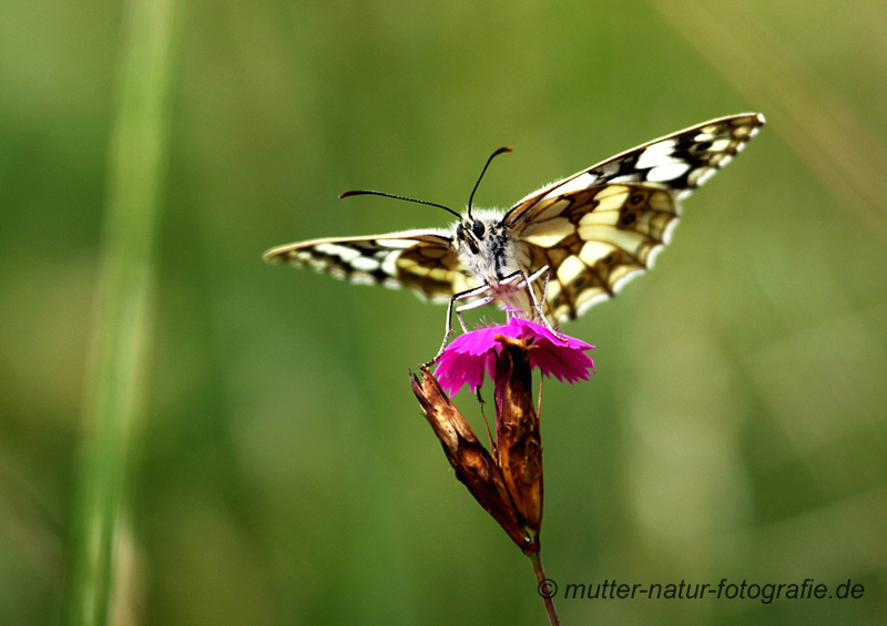 ... ready for take off ...