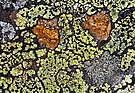 Die " Augen"  der    Flechten...