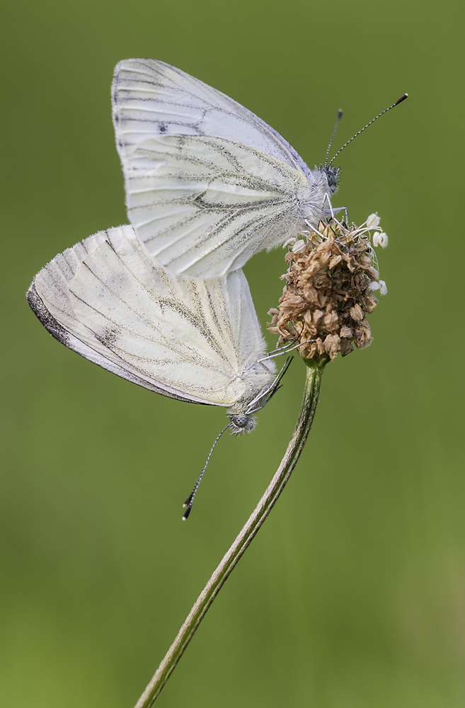 Hochzeit in weiß