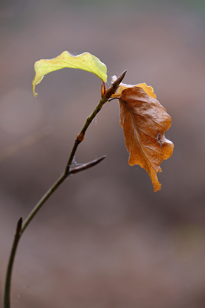 Spiegelbild des Herbstes