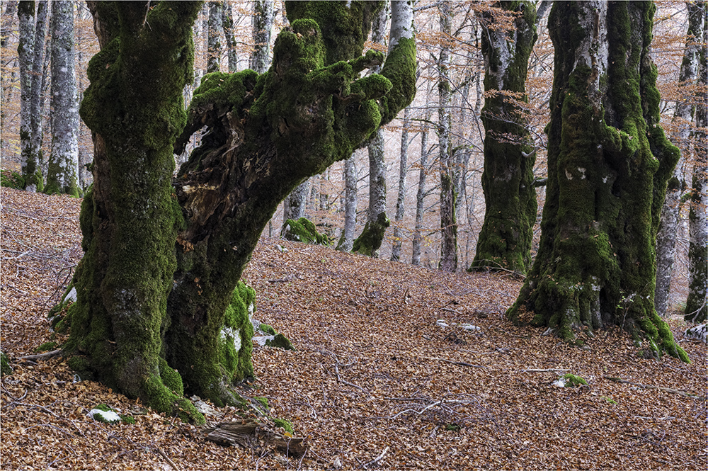 Im Wald der Bergbuchen