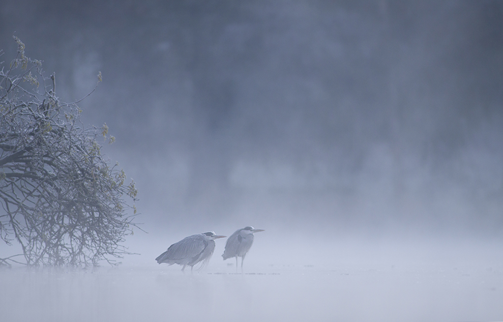 Herbstmorgen II