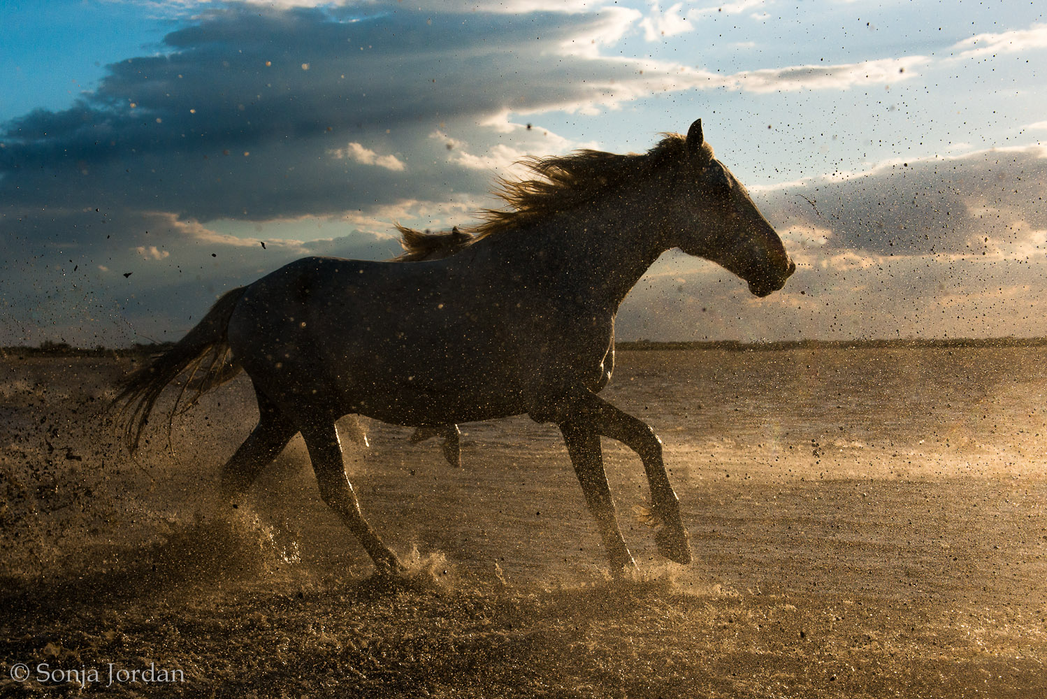 Camargue-Pferde