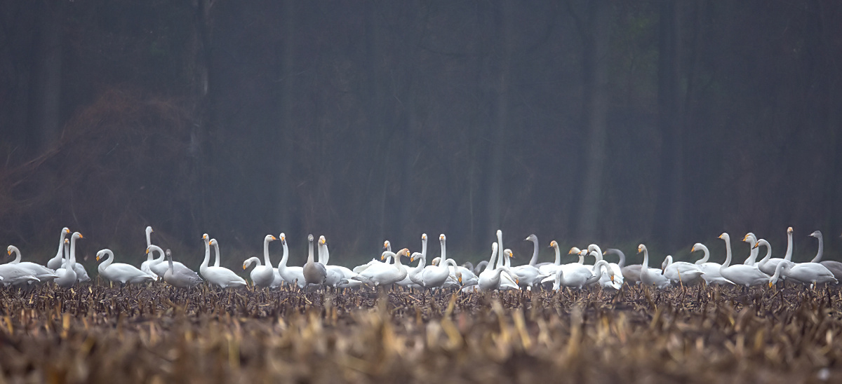 Weißer Zaun vorm Lewitzwald ...