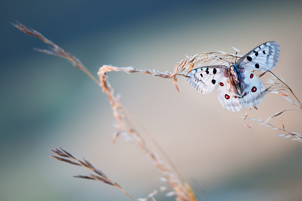 Ein Sommerleben