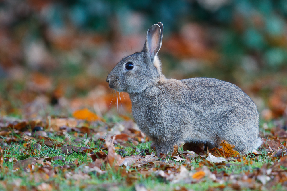 Wildkaninchen