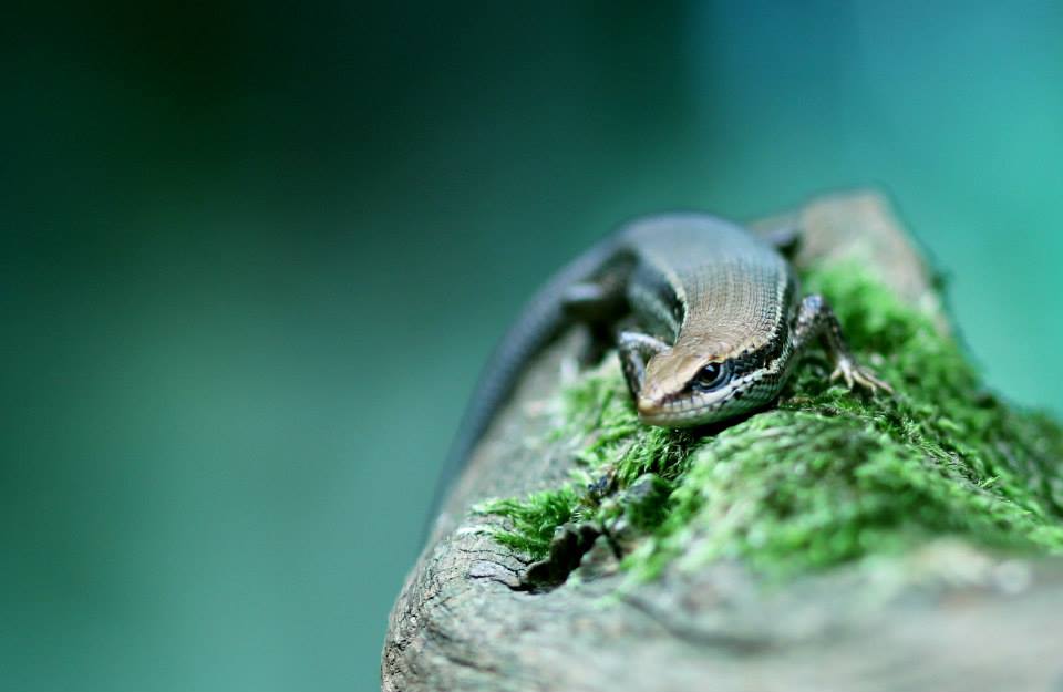 Skink