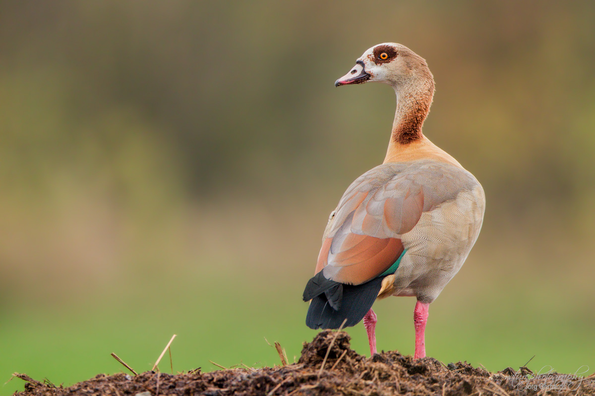 Nilgans…..