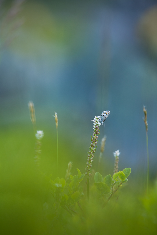 Bläuling in Blau