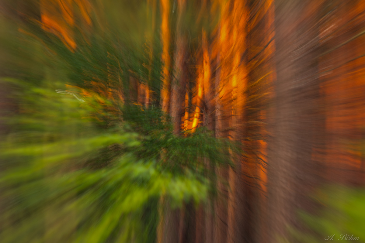 Das Gold im Wald...