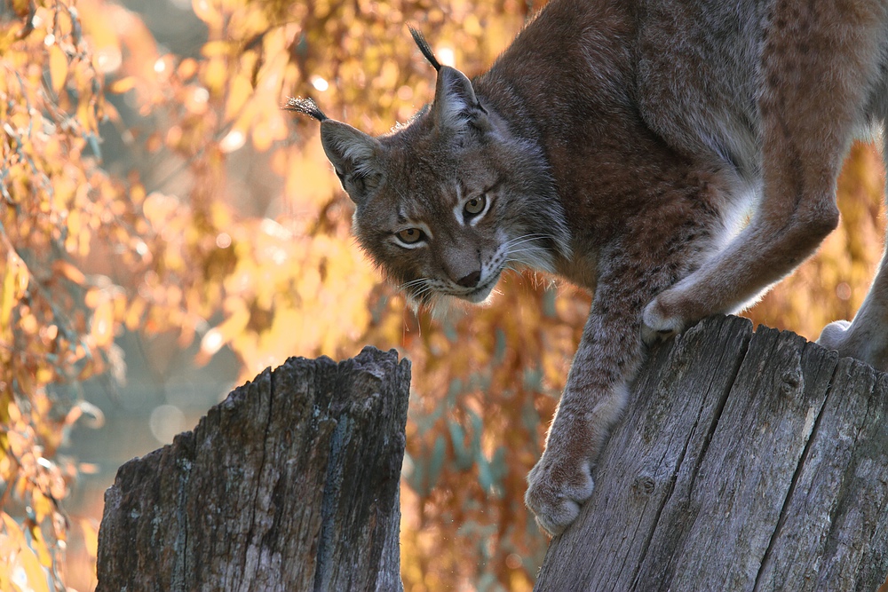 Herbstluchs