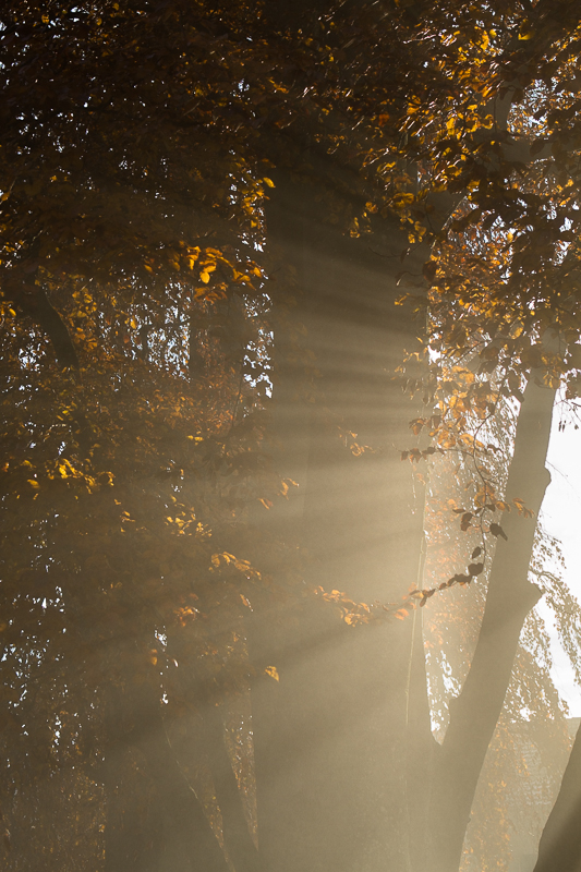 Gold in der Nebelgrenze