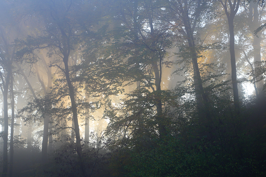 Buchennebelwaldlichtstrahlen