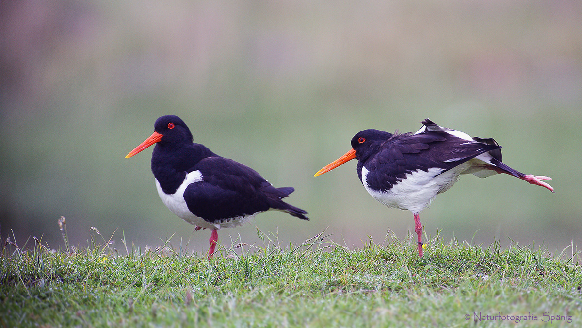 Austernfischer (Haematopus ostralegus)