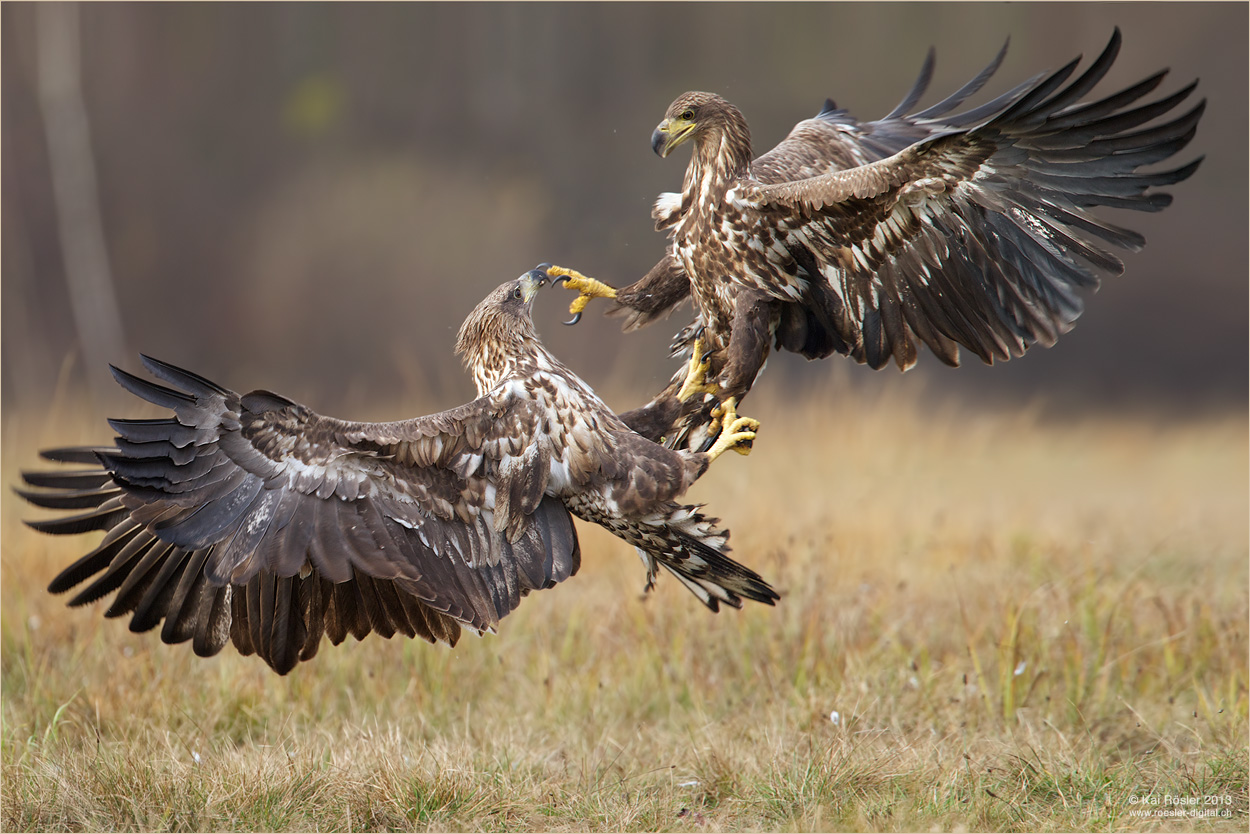 Kämpfende Seeadler