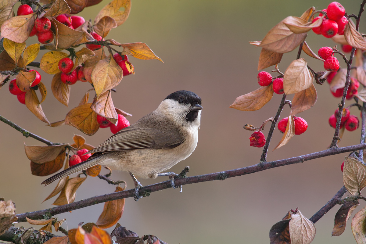 Sumpfmeise in den Beeren